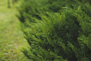 Photo of the TUI Korean 1506.