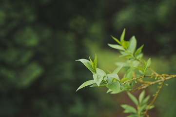Green leaves blooming on a branch 1508.