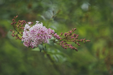The Hungarian lilac Bush has blossomed 1510.