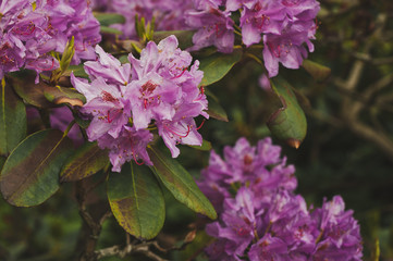 Fototapeta premium Beautiful pink rhododendron flowers 1536.