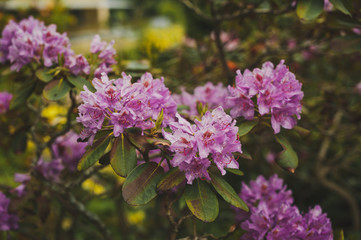 A Bush of pink rhododendron Pontic during flowering 1534.