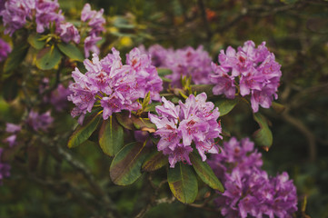 A Bush of pink rhododendron Pontic during flowering 1535.