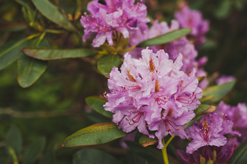 Beautiful pink rhododendron flowers 1538.