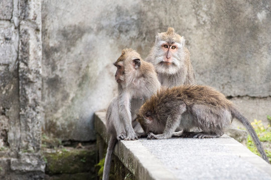 Three Balinese Long-tailed monkeys in the forest, Ubud, Bali, Indonesia
