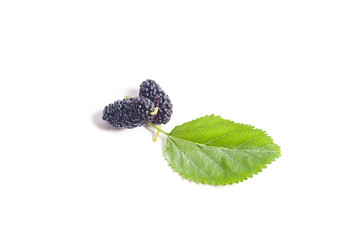 Heap of black mulberry fruit with leaf isolated on white.