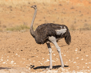Naklejka premium Ostrich walking in the red sand dunes of the Kgalagadi Transfrontier Park in South Africa