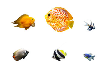 Set of tropical fish isolated on white
