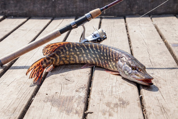Trophy fishing. Big freshwater pike and fishing equipment lies on wooden background..