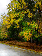 Beautiful autumn landscape in the park after rain with amazing colors. Memorial park Sumarice, Kragujevac, Serbia.