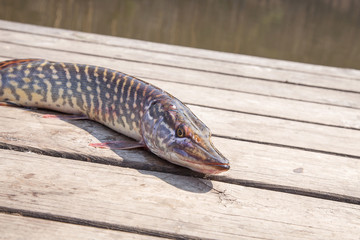 Trophy fishing. Big freshwater pike on wooden background..