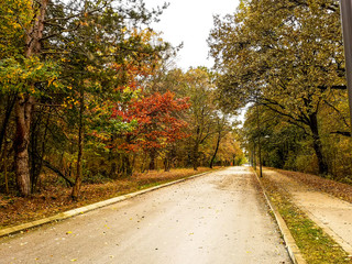 Beautiful autumn landscape in the park after rain with amazing colors. Memorial park Sumarice, Kragujevac, Serbia.