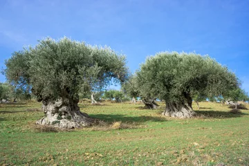 Acrylic prints Olive tree Ancient olive tree