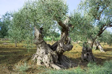 Photo sur Aluminium Olivier Ancient olive tree