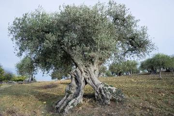 Türaufkleber Olivenbaum Alter Olivenbaum