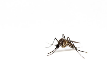 Mosquito isolated on a white background