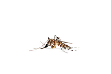 Mosquito isolated on a white background