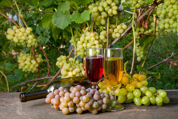 Two glasses of white wine and a bunch of grapes on old wooden table against vineyard.
