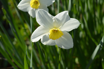 daffodils in the garden