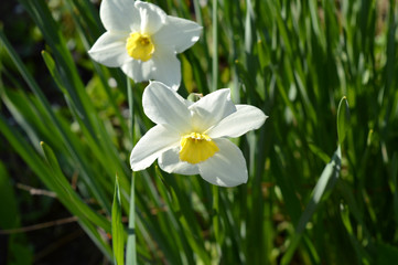 daffodils in garden