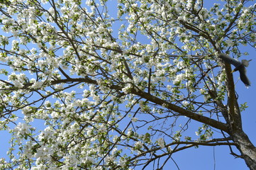 branches of tree with blue sky and clouds