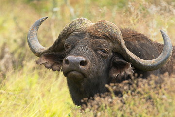 Aggressive alert African buffalo looking around a bush