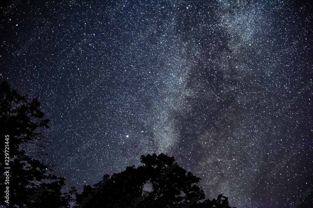 Wall mural night sky and the milky way over tree