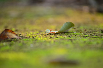 Ant 