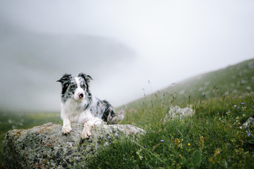 beautiful landscape with a dog border collie