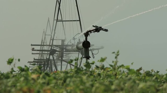 Compound of three footages the irrigation system works in a green growing filed (compound, 1080p, 25fps)