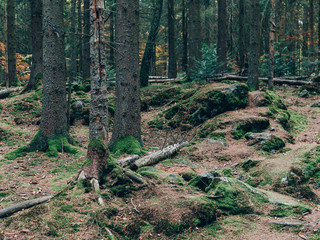 Beautiful summer forest with different trees. Scenery of nature. Autumn forest nature.