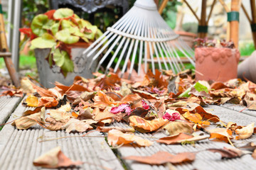 close on leaves on the floor of a wooden terrace 