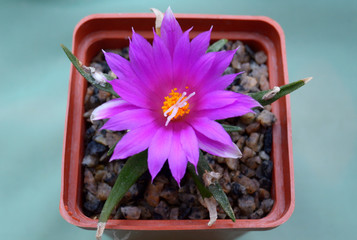 Clouse-up of potted cactuses (Ariocarpus Agovoides) blooming purple flowers