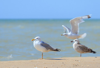 Seagulls on the sea