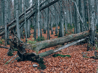 Beautiful summer forest with different trees. Scenery of nature. Autumn forest nature.