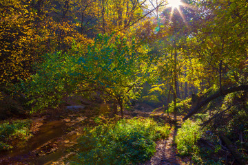 autumnal forest scenery with sunlight
