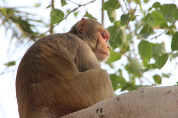 Affen in Indien
