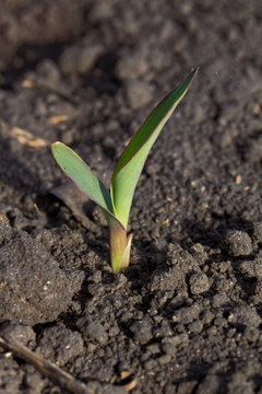 Sorghum seedling in the first leaf stage