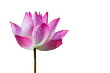 Beautiful pink lotus flower or science name Nelumbo is blooming with clipping path on white background