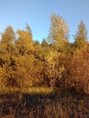 Fototapeta premium trees in autumn