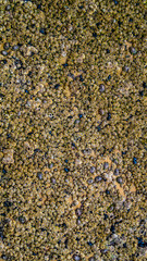 Sea Shells, Mussels, molusk and limpits close up on sea shore rocks for textured background effects
