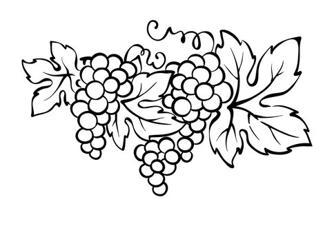 Grapes / Vector illustration, vintage design element