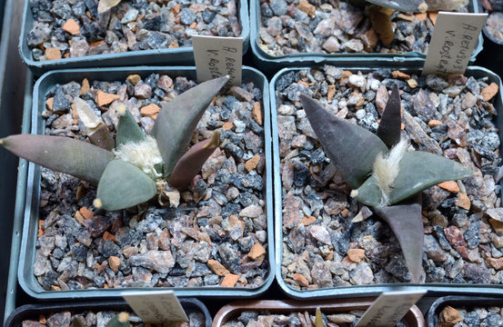 Clouse-up of potted rare Mexican cactuses (Retusus) 