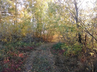 autumn in the forest