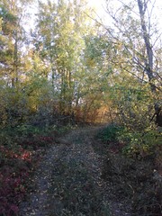 autumn in forest