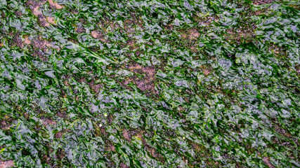 Sea Shells, Mussels, molusk and limpits close up on sea shore rocks for textured background effects