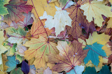 Beautiful autumen leafs, colorful