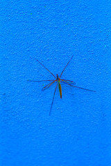 insect,animal,isolated,close-up,legs,
