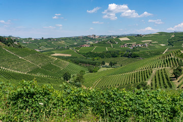 Vineyards near Barbaresco, Cuneo, in Langhe