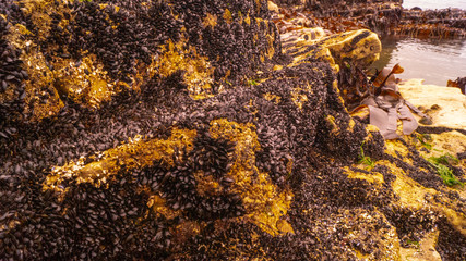 Sea Shells, Mussels, molusk and limpits close up on sea shore rocks for textured background effects