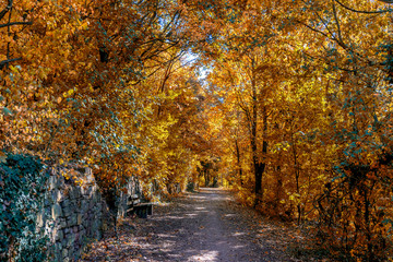 Monau hiking area of Bad Kreuznach Germany Rhineland-Palatinate in autumn covered with golden leaves